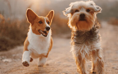 Florida bill ‘MADSA’ targets stricter dog breeder regulations & animal welfare